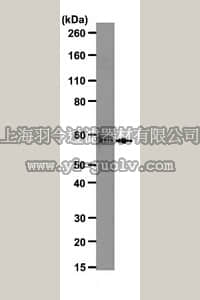 merck millipore,默克密理博,05-1526,Anti-Importin subunit alpha-1 Antibody, clone 8G5