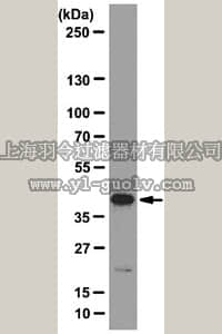 merck millipore,默克密理博,05-1527,Anti-eIF4A3 Antibody, clone 3F1