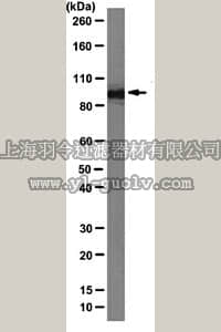 merck millipore,默克密理博,05-1530,Anti-Importin beta-1 Antibody, clone 3H14
