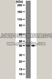 merck millipore,默克密理博,05-1531,Anti-TATA-box-binding protein Antibody, clone SL30-3-563