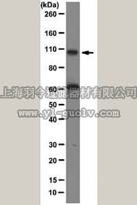 merck millipore,默克密理博,05-1533,Anti-Gemin3 Antibody, clone 12H12