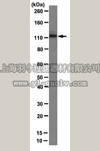merck millipore,默克密理博,05-1534,Anti-Gemin4 Antibody, clone 17D10