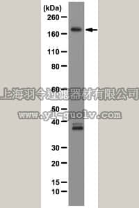 merck millipore,默克密理博,05-1535,Anti-Gemin5 Antibody, clone 10G11