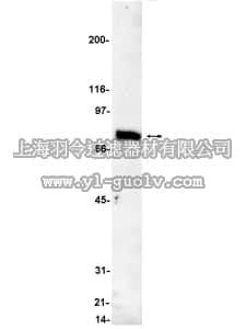 merck millipore,默克密理博,05-154,Anti-PKCα Antibody, clone M4