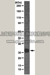 merck millipore,默克密理博,05-1540,Anti-Gemin2 Antibody, clone 2E17