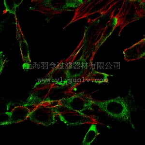 merck millipore,默克密理博,05-1558,Anti-PI3 Kinase b Antibody, p110b, clone 8C3.2