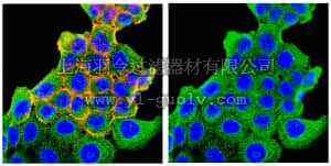 merck millipore,默克密理博,05-1559,Anti-PI3 Kinase Antibody, p110γ, clone 17D7.2