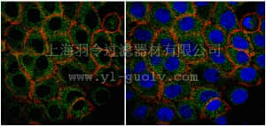 merck millipore,默克密理博,05-1560,Anti-PI3 Kinase-C2-alpha Antibody, clone 9H4.2