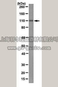 merck millipore,默克密理博,05-1563,Anti-PI3-kinase type 3 Antibody, clone 17D1.1