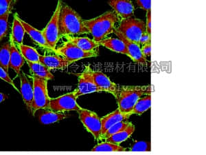 merck millipore,默克密理博,05-1564,Anti-mTOR Antibody, clone 21A12.2