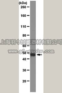 merck millipore,默克密理博,05-1566,Anti-Septin-6 Antibody, clone 9E7