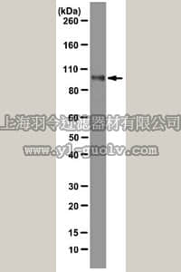 merck millipore,默克密理博,05-1570,Anti-PRDM1 (BLIMP-1) Antibody, clone 6D3