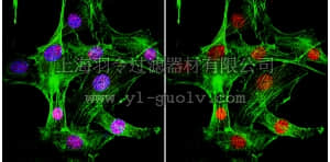 merck millipore,默克密理博,05-1572,Anti-MDC1 Antibody, clone P2B11
