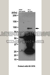 merck millipore,默克密理博,05-1579,Anti-Axin-1 Antibody, clone A5