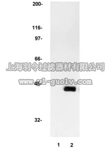 merck millipore,默克密理博,05-157,Anti-MAP Kinase 2/Erk2 Antibody, clone 1B3B9