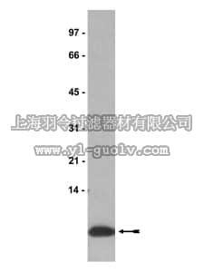 merck millipore,默克密理博,05-166,Anti-IGF-II Antibody, clone S1F2