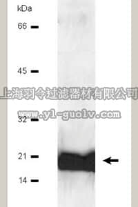 merck millipore,默克密理博,05-173,Anti-Calmodulin Antibody