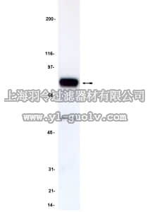 merck millipore,默克密理博,05-175,Anti-Myb Antibody, clone 1-1