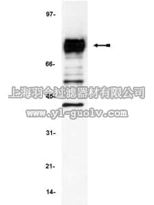 merck millipore,默克密理博,05-180,Anti-Cortactin (p80/85) Antibody, clone 4F11