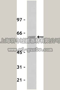 merck millipore,默克密理博,05-184,Anti-Src Antibody, clone GD11