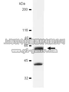 merck millipore,默克密理博,05-185,Anti-avian Src Antibody, clone EC10