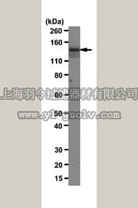 merck millipore,默克密理博,05-1911,Anti-SHIP Antibody, clone P1C1