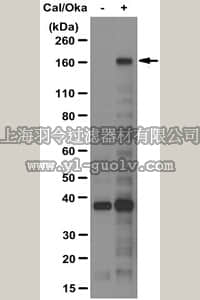 merck millipore,默克密理博,05-1921,Anti-phospho IRS1 (Ser522) Antibody, clone 17.5.2