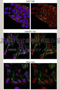 merck millipore,默克密理博,05-1923,Anti-phospho-Threonine Antibody, clone 20H6.1