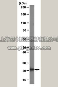 merck millipore,默克密理博,05-1925,Anti-Lactoylglutathione lyase Antibody, clone Glo1a