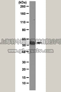 merck millipore,默克密理博,05-1938,Anti-G3BP1 Antibody, clone 14E5-G9