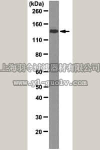 merck millipore,默克密理博,05-1946,Anti-USP7 Antibody, clone 1G7