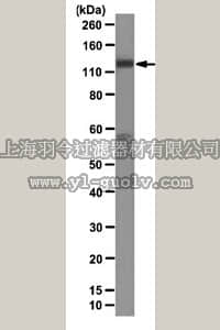 merck millipore,默克密理博,05-1947,Anti-USP7 Antibody, clone 7G9