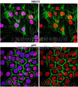 merck millipore,默克密理博,05-1951,Anti-trimethyl Histone H3 (Lys27) Antibody, clone 18E9.1