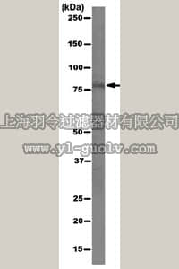 merck millipore,默克密理博,05-1952,Anti-SETDB2 Antibody, clone 5B7.2