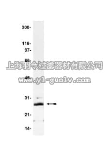 merck millipore,默克密理博,05-205,Anti-Phospholamban Antibody, clone A1