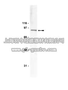 merck millipore,默克密理博,05-212,Anti-PI3 Kinase Antibody, p85, N-SH3, clone AB6