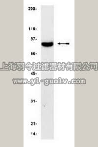 merck millipore,默克密理博,05-217,Anti-PI3 Kinase Antibody, p85, N-SH2,