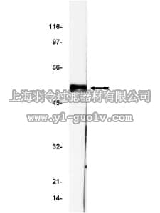 merck millipore,默克密理博,05-224,Anti-p53 Antibody, clone BP53-12