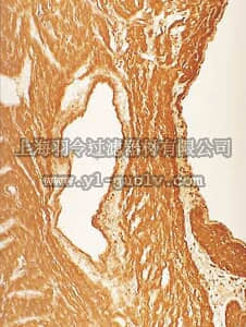 merck millipore,默克密理博,05-233,Anti-Nitrotyrosine Antibody, clone 1A6