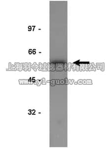 merck millipore,默克密理博,05-235,Anti-EF1α Antibody, clone CBP-KK1
