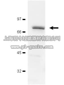 merck millipore,默克密理博,05-253MG,Anti-ZAP-70 Antibody, clone 2F3.2
