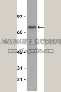 merck millipore,默克密理博,05-253,Anti-ZAP-70 Antibody, clone 2F3.2