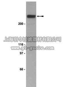 merck millipore,默克密理博,05-257,Anti-p300 CT Antibody, clone RW128