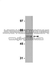 merck millipore,默克密理博,05-312,Anti-E2F-4 Antibody, clone GG22-2A6