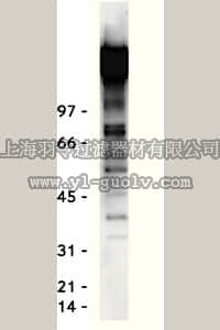 merck millipore,默克密理博,05-321MG,Anti-Phosphotyrosine Antibody, clone 4G10