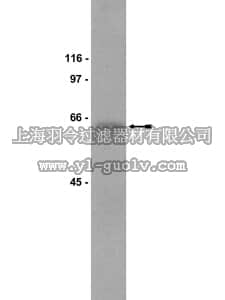 merck millipore,默克密理博,05-337,Anti-MARCKS Antibody, clone 2F12