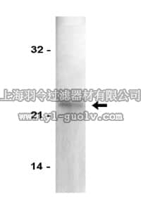 merck millipore,默克密理博,05-345,Anti-p21/WAF1/Cip1 Antibody