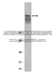 merck millipore,默克密理博,05-346,Anti-MAP2 Antibody, clone 5F9