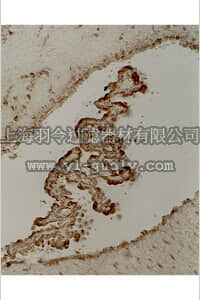 merck millipore,默克密理博,05-348,Anti-Tau Antibody, clone 5E2