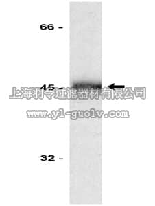 merck millipore,默克密理博,05-351,Anti-Fas Antibody, clone 7C10